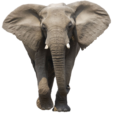 elephants_PNG18769